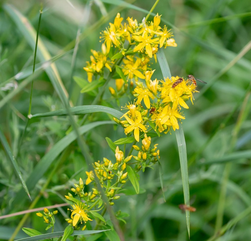 Tuinieren - Planten - Bloemen - Biodiversiteit - Natuur - inheemse